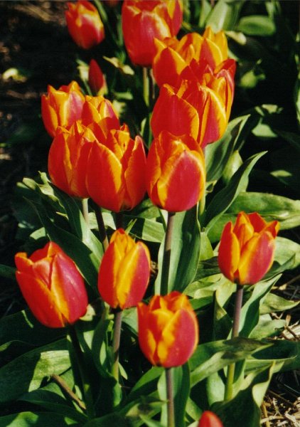 2001 04 28 bollen tulp